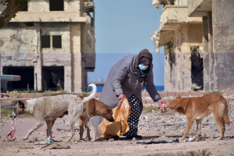 Une Femme Nourrit Des Chiens Errants Dans La Ville De Benghazi, Déchirée Par La Guerre